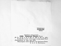 Sphaerulina rehmiana image